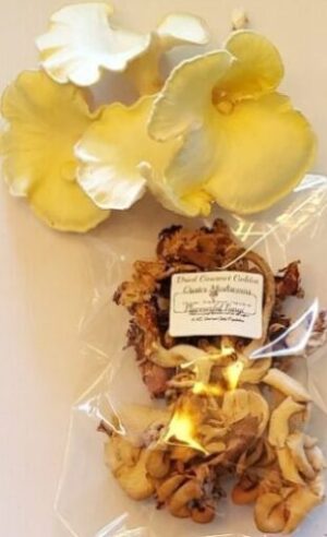 Dried Golden Oyster Mushrooms